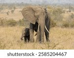 Elephant family in Kruger national park south Africa