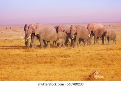 Elephant Family In Maasai Mara National Reserve