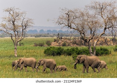 1,145 Elephant marsh Images, Stock Photos & Vectors | Shutterstock