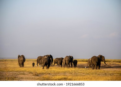 Elephant family in the masai mara national reserve in Kenya
