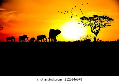 Elephant family in the rays of dawn. Elephant herd at dawn. Elephants on beautiful sunrise background. Elephant family silhouettes at dawn