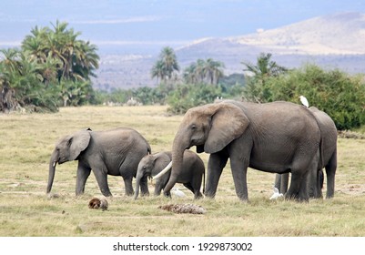 Elephant Family At The Samburu National Reserve