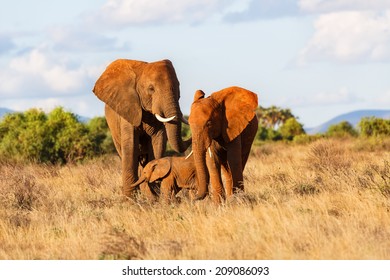 Elephant Family In Samburu National Reserve, Kenya