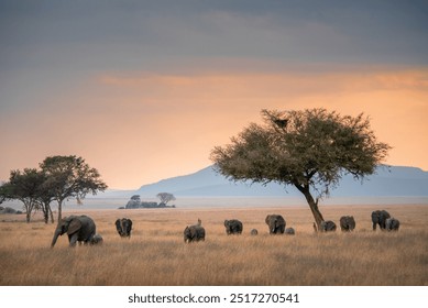 Elephant family in the Serengeti