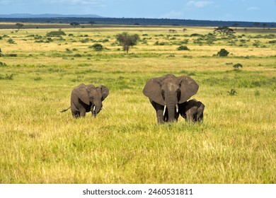 An elephant family at Serengeti National Park
