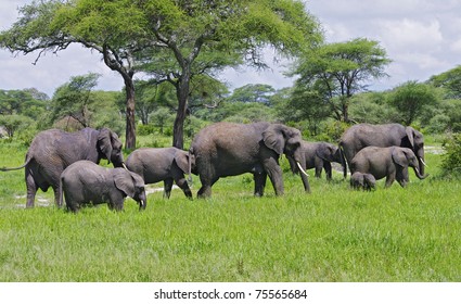 Familia elefante en el Parque Nacional de Tarangire, Tanzania