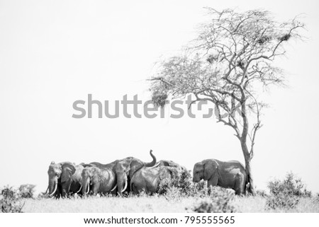 Similar – Herd of African elephants walking in Namibian landscape