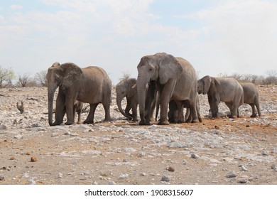 an elephant family walking through the etosha nationalpark in namibia - Shutterstock ID 1908315607