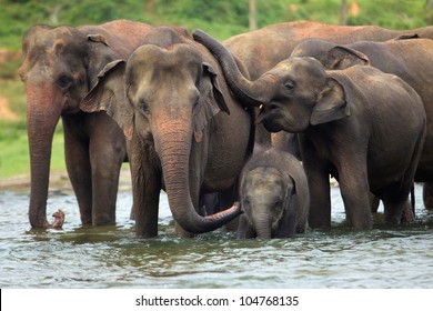 elephant family in water, Pinnawala, Sri Lanka