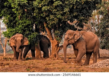 Elephant farm. Luang Prabang, Laos. Tourism in Asia