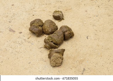 496 Elephant feces Images, Stock Photos & Vectors | Shutterstock