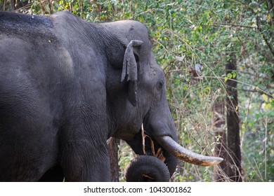 An Elephant Feeding On Grass In Wayanad, Kerala, India.