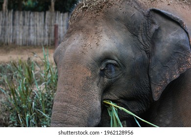 An Elephant Feeding On Grasses At An Elephant Camp In Golden Triangle, Chiang Rai, Thailand