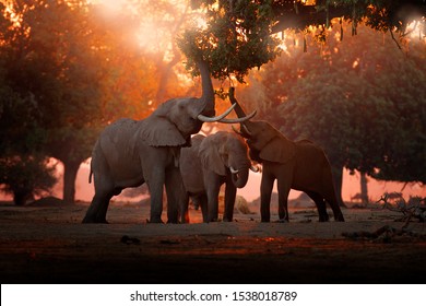 Elephant feeding tree branch. Elephant at Mana Pools NP, Zimbabwe in Africa. Big animal in the old forest. evening light, sun set. Magic wildlife scene in nature.  - Powered by Shutterstock