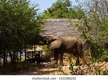 An Elephant Feeds From An Acacia Close To One Of The Riverside Bandas In Ruaha River Camp, A Close And Special Experience For Guests To Enjoy, With Care And Consideration.