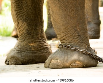 Elephant Feet Chained Close Morning Stock Photo 439916086 | Shutterstock