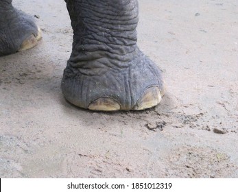 11 Elephant Leg Jeans Stock Photos, Images & Photography | Shutterstock