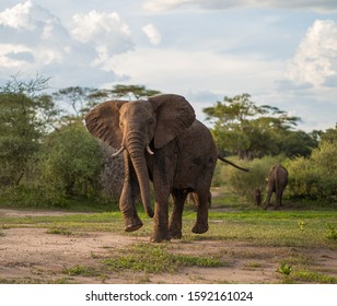 Elephant Feigning A Charge