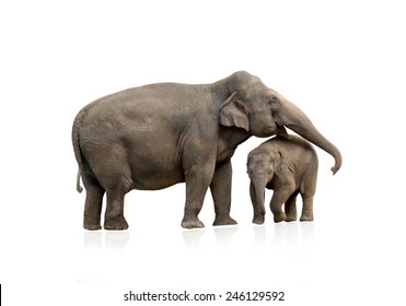 Elephant Female With Baby Isolated