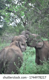 Elephant Fight In Udawalawa, Sri Lanka