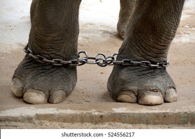 Elephant Foot Chained