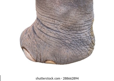 Elephant Foot, Isolated On White Background.