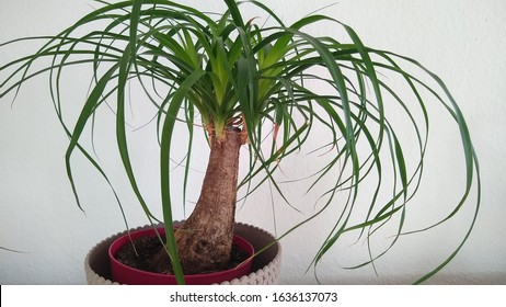 Elephant Foot Plant Ponytail Palm