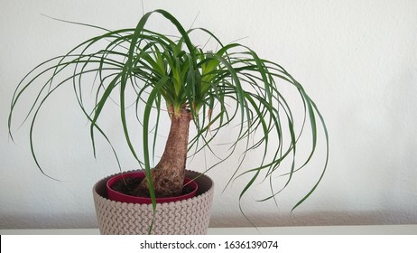 Elephant Foot Plant Ponytail Palm