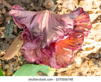 Elephant Foot Yam Flower