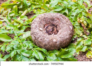 Elephant Foot Yam On Leaf