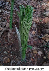 The Elephant Foot Yam Or Whitespot Giant Arum Plant Growing