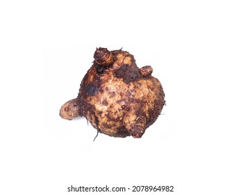 The Elephant Foot Yam Or Whitespot Giant Arum (Amorphophallus Paeoniifolius) Isolated On White Background, Selective Focus