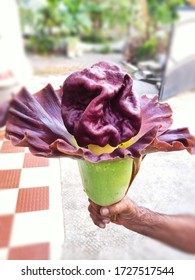 Elephant Foot Yam's Flower ( Chena Poovu-in Malayalam ).    Rotten Eggs Smell,purple In Colour,)