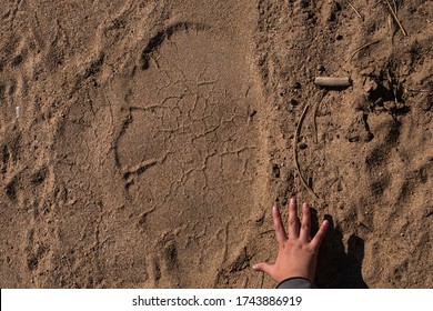 Elephant Footprint Compared To Human Hand To Show How Big Is Elephant Footprin - Wildlife Photography