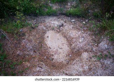 Elephant Footprint Tracks In Soil Sand