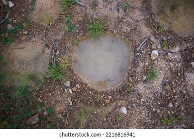 Elephant Footprint Tracks In Soil Sand