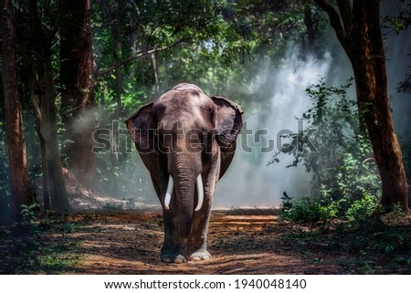 Elephant in the forest.Taken at Surin Province in Thailand.