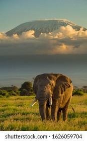 elephant in front of mount Kilimanjaro at sunset