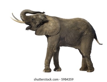 Elephant in front of a white background