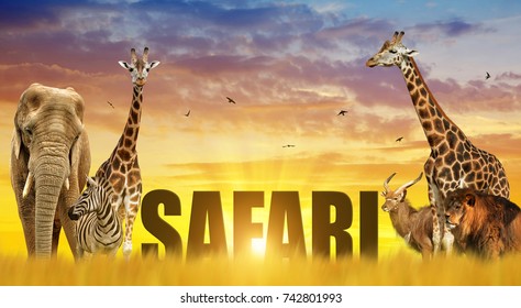 Elephant, Giraffes, Zebra And Lion On The Savannah At Sunset. African Safari Wildlife Animals.