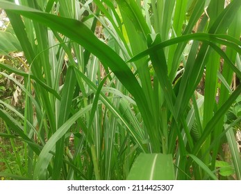 Elephant Grass In The Backyard (Pennisetum Purpureum)