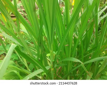 Elephant Grass In The Backyard (Pennisetum Purpureum)