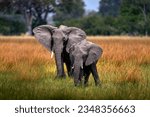Elephant in the grass, beautiful evening light. Wildlife scene from nature, elephant in the habitat, Moremi, Okavango delta, Botswana, Africa. Green wet season, blue sky with clouds. African safari. 