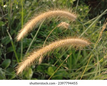 Elephant grass flowers or Napier grass flowers or Cenchrus purpureus flowers are blooming. Flowers with lots of petals