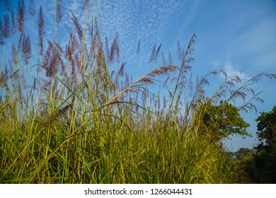 Elephant Grass (Pennisetum Purpureum)