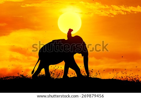 Elephant and grass silhouettes background with sun set.