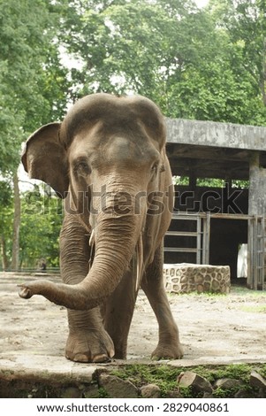 The elephant greet visitors while eating grass at Ragunan Zoo, South Jakarta