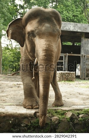 The elephant greet visitors while eating grass at Ragunan Zoo, South Jakarta