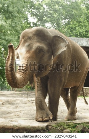 The elephant greet visitors while eating grass and smile to visitors at Ragunan Zoo, South Jakarta