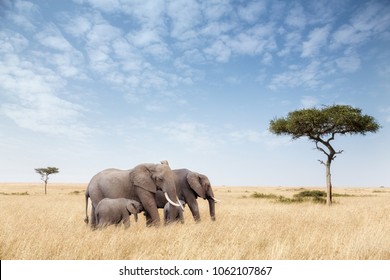 Elephant group in the red-oat grass of the Masai Mara. Two adult females are feeding calves in open expanse of grassland with acacia trees. 